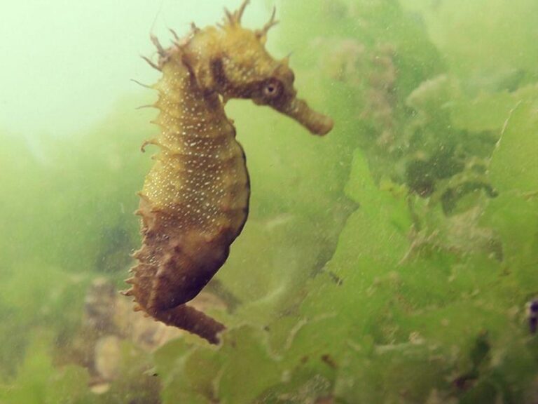 Seahorses Observation.