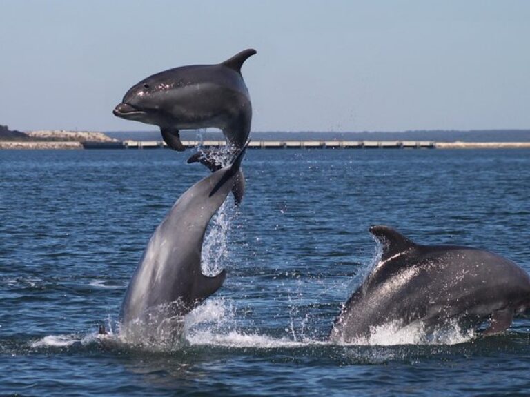 Dolphin Jeep Tour - Arrábida - Departing from Lisbon - Embark on an unforgettable Dolphin Jeep Tour departing from Lisbon.