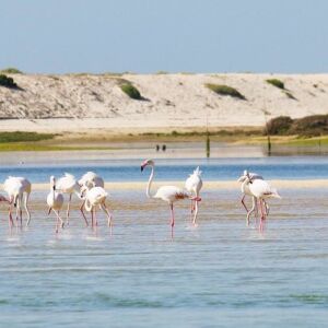 BirdWatching In Ria - Fuzeta.