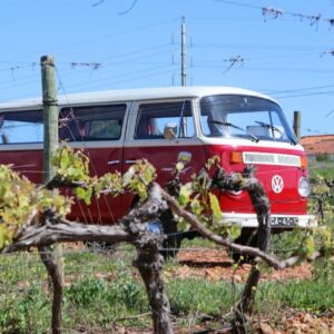 Wine Tour From Albufeira: The Algarve is a well defined area in the southernmost part of mainland Portugal with unique characteristics of proximity to the sea, climate, natural vegetation and culture that are reflected in its unique wines.