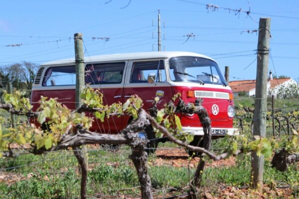 Wine Tour From Albufeira