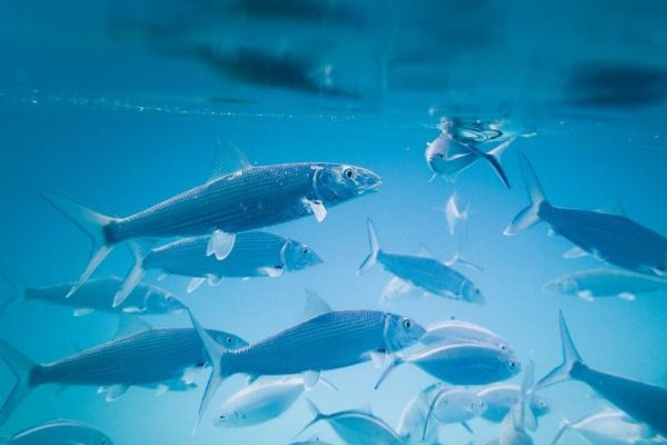 Bottom Fishing Tour From Lagos