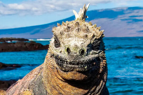 The Galapagos Islands are a great place to visit