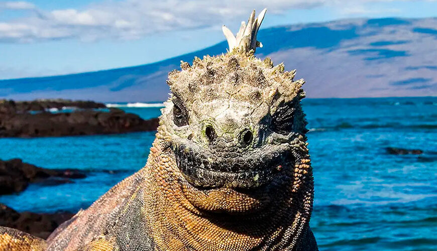 Formed by 58 volcanic islands, the Galapagos archipelago, in Ecuador, is known for its vast number of endemic species and the inspiration it provided to Charles Darwin's theory of evolution by natural selection. The islands are also home to one of the world's few remaining populations of giant tortoises.