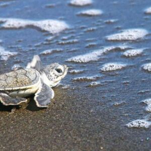 Tortuguero National Park