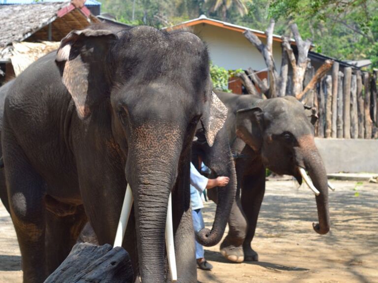 2 Days 1 Night Pai + Elephant Sanctuary