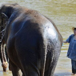 Experience Elephant Sanctuary + Sticky Waterfall