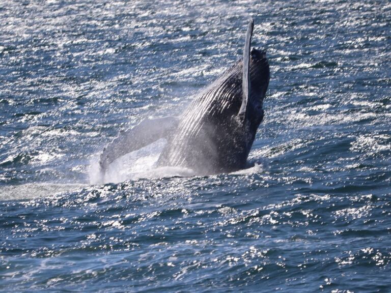 Whale Watching Tour From Reykjavik - Experience the best Iceland has to offer with spectacular Whale Watching opportunities. Our tours offer a unique experience and we do our best to make this a lifetime experience for you.