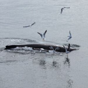 Best Value Whale Watching Tour From Reykjavik