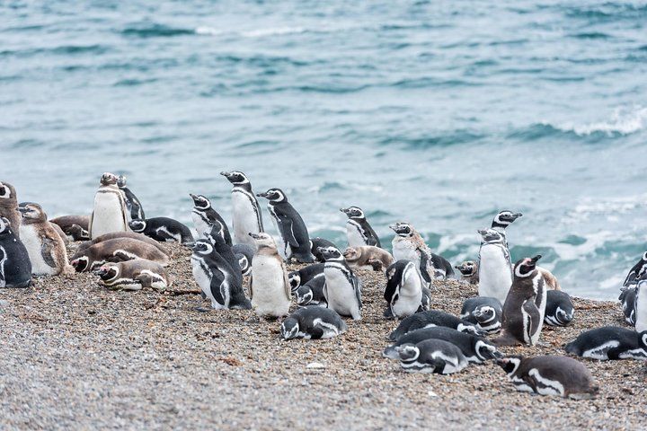 Cruise Shore Excursion Ea San Lorenzo Peninsula Valdes - Patagonia - Argentina Along its coast we find an astonishing Magellanic penguin rookery with over 600.000 penguins. San Lorenzo's coastline hosts wide open beaches as well as cliff areas.