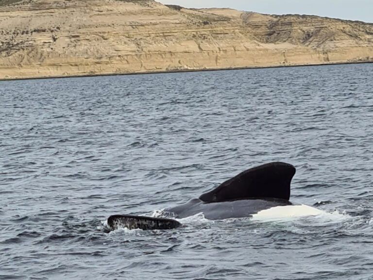 4 Days - Whales And Penguins In Puerto Madryn
