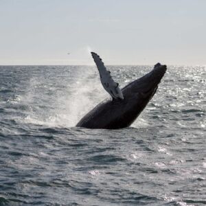 Whale Watching Tour From Reykjavik - Experience the best Iceland has to offer with spectacular Whale Watching opportunities. Our tours offer a unique experience and we do our best to make this a lifetime experience for you.