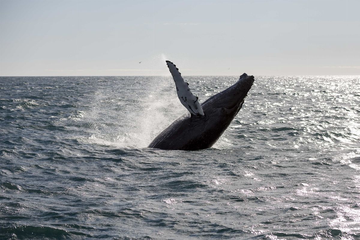 Whale Watching Tour From Reykjavik - Experience the best Iceland has to offer with spectacular Whale Watching opportunities. Our tours offer a unique experience and we do our best to make this a lifetime experience for you.