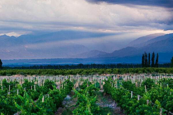 Mendoza is a beautiful city located in the central-western part of Argentina.