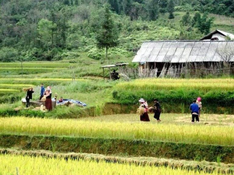 Authentic Sapa Trekking With Local Family Homestay
