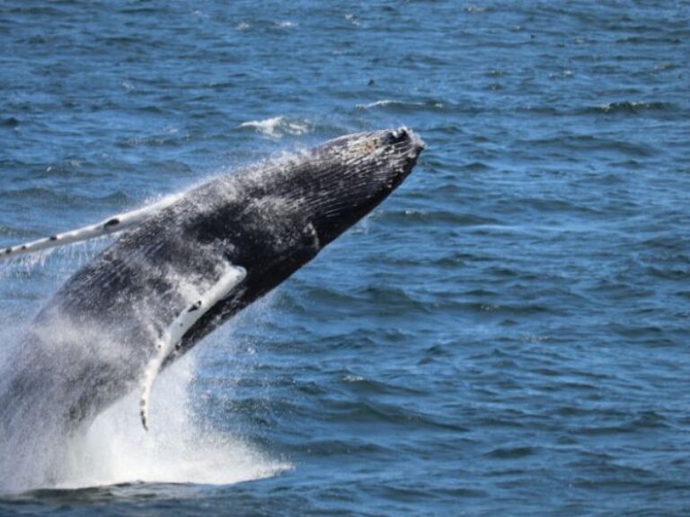 Best Value Whale Watching Tour From Reykjavik