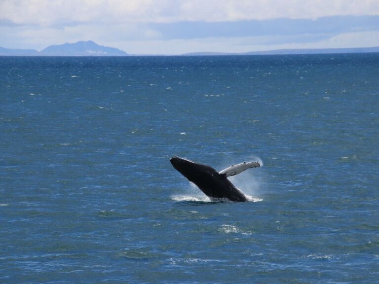 Best Value Whale Watching Tour From Reykjavik
