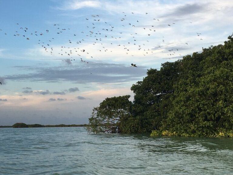 Sian Ka'an Sunset Boat Tour And Birdwatching