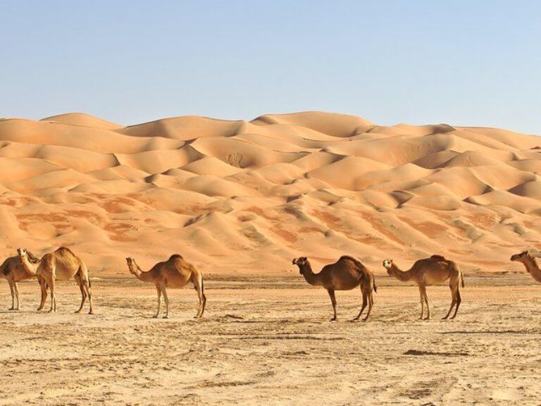 Private Liwa Full Day Desert Safari for Couples