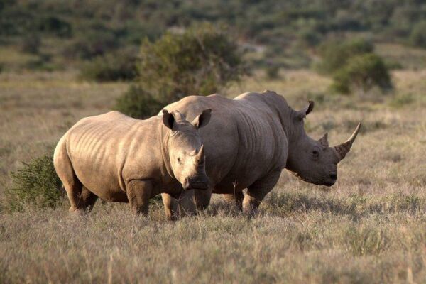 Best Of South Africa Safari – 10 Days Joburg-Kruger-Hluhluwe-Drakensberg- C/Town