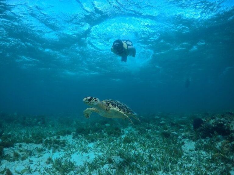Cancun Snorkeling Tour: Swim with Turtles, Reef, Underwater Museum and Shipwreck