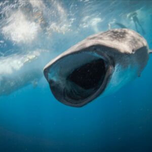 Whale Shark Adventure