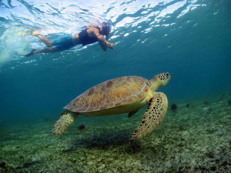 Turtles Swim and Snokel Tour from Cancun and Riviera Maya