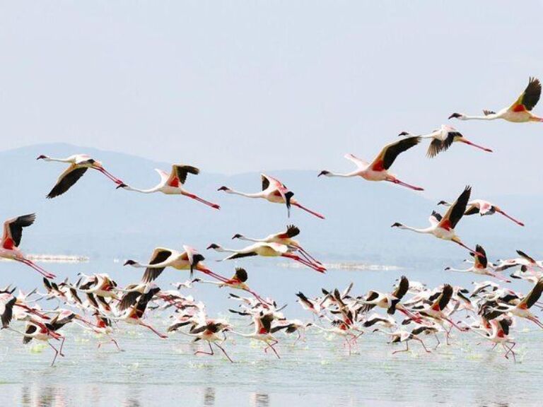 2-Day Lake Nakuru Safari