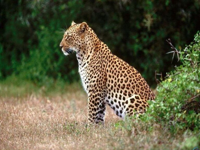 Hluhluwe Imfolozi Game Reserve 1 Day Tour From Durban