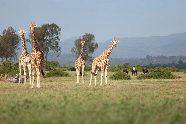 15-Day Kenya Safari