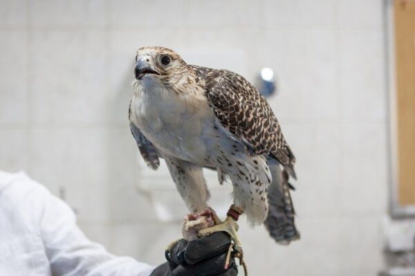 Falcon Hospital Tour with Hotel Pick Up And Drop off