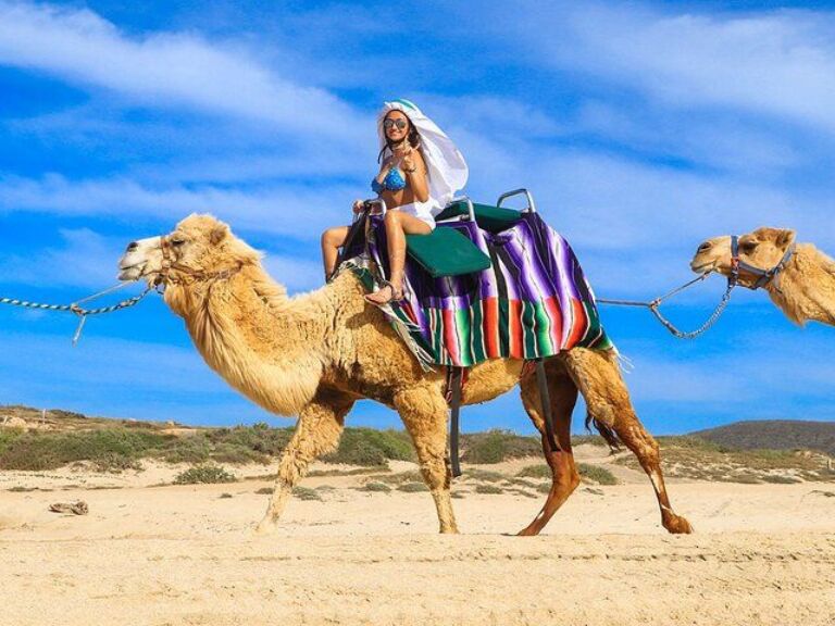 Camel Ride On The Beach at Cabo