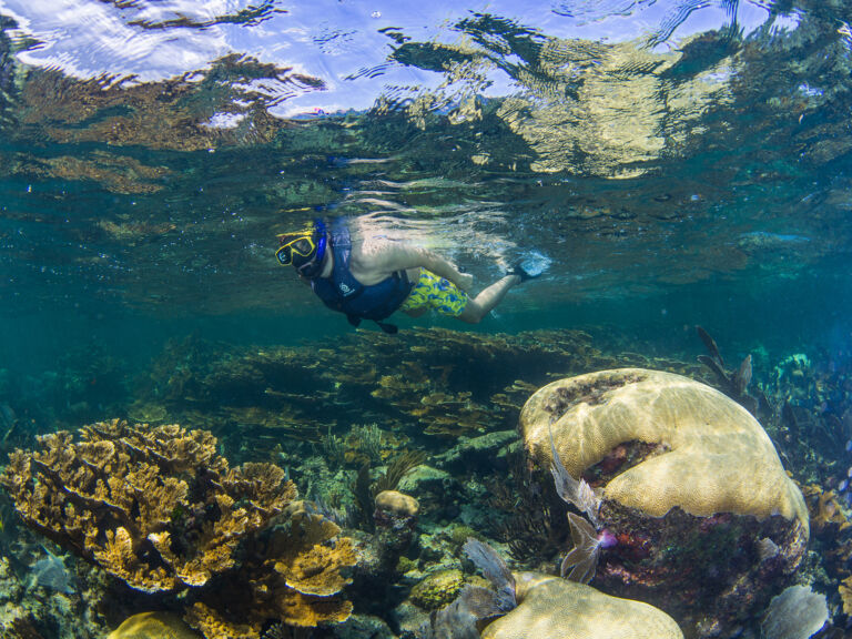 Snorkeling Tour in Puerto Morelos National Reef Park