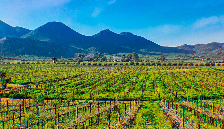 Valle de Guadalupe