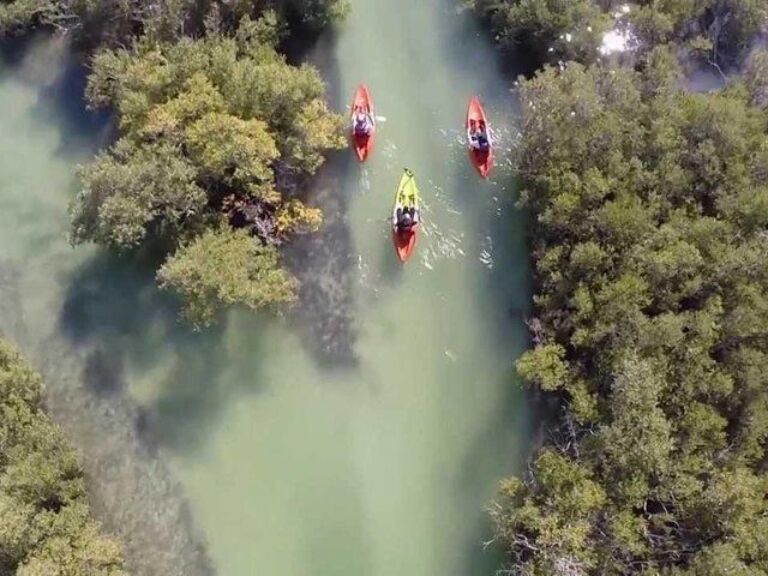 Mangroves Kayaking with Pickup