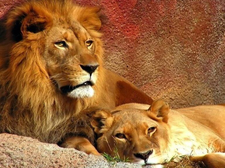  2 Day Natal Lion Park, Tala Game Reserve & Phezulu Cultural Village from Durban