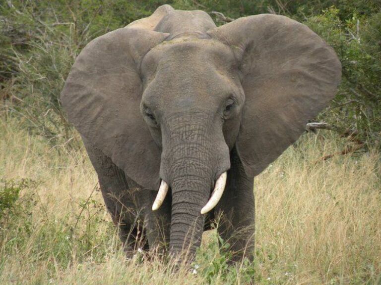 Elephant Sanctuary Tour from Johannesburg
