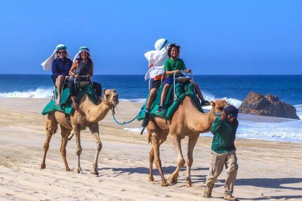 Cabo Camel Ride Experience