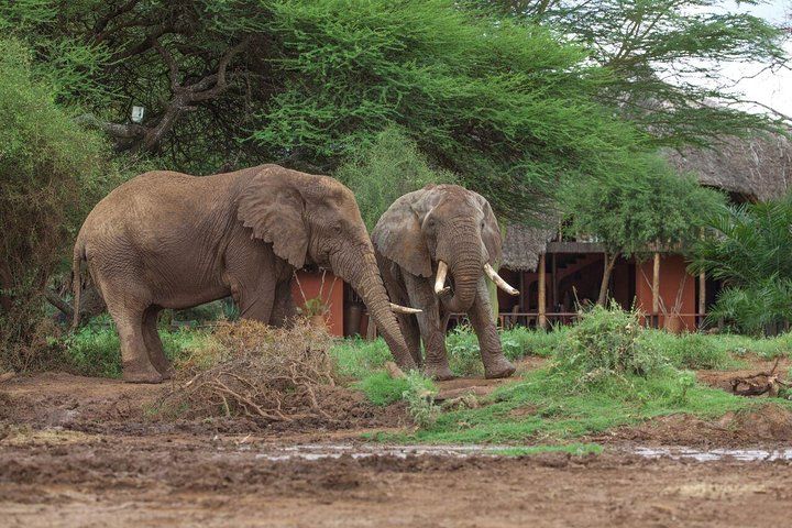 2-Day Amboseli National Park Safari - From Mombasa