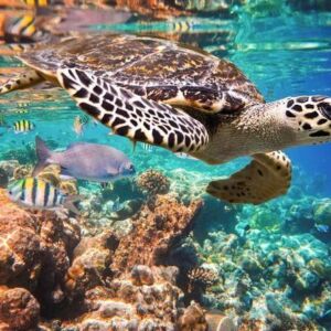 Turtles Swim and Snokel Tour from Cancun and Riviera Maya