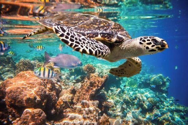 Turtles Swim and Snokel Tour from Cancun and Riviera Maya