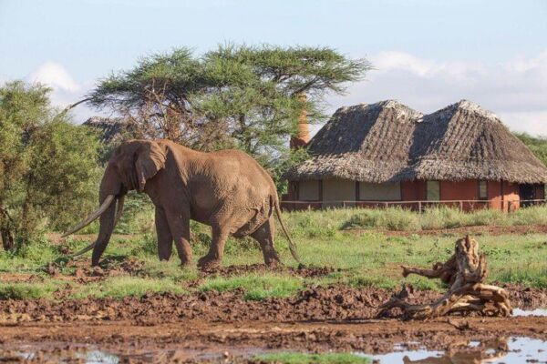 10 Day – Amboseli, Naivasha, Mara, Nakuru And Aberdares Safari