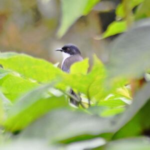 Bird Watching Doi Inthanon Chiangmai