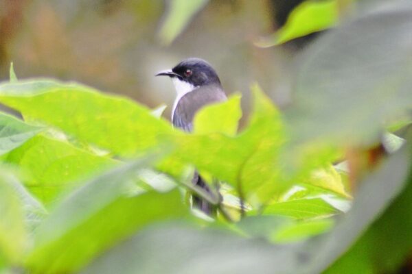 Bird Watching Doi Inthanon Chiangmai
