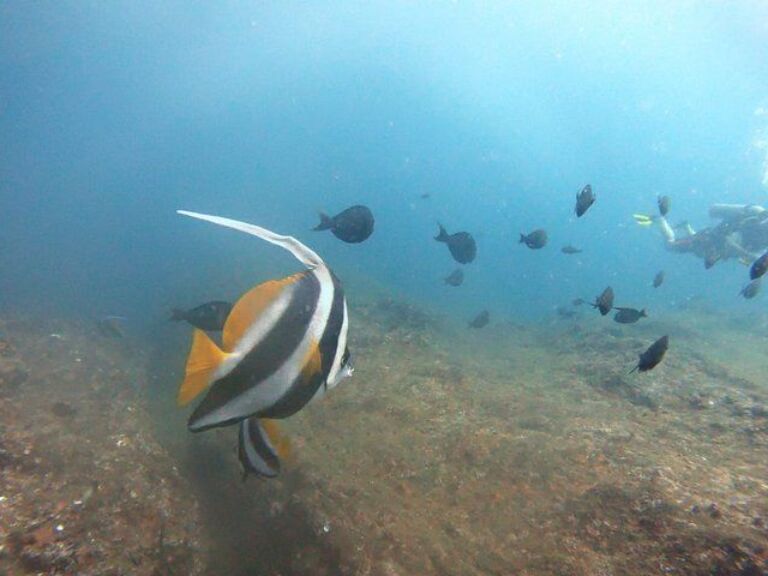 Scuba Diving in Mirissa
