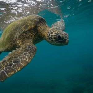 Snorkeling With Sea Turtles In Mirissa