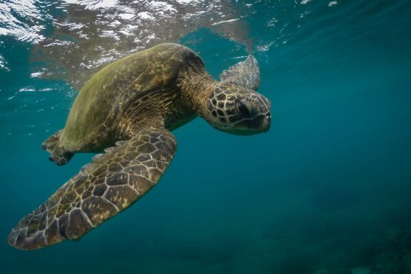Snorkeling With Sea Turtles In Mirissa