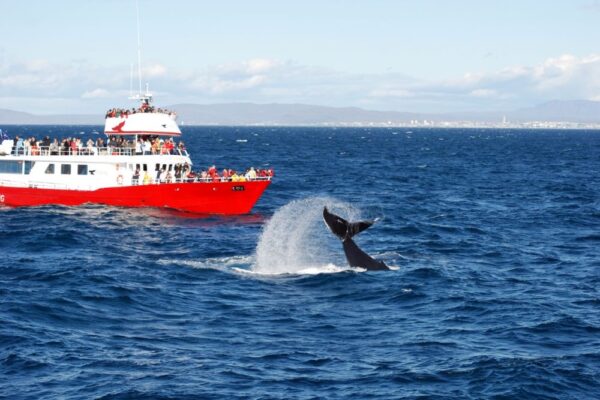 GOLDEN CIRCLE AND WHALE WATCHING