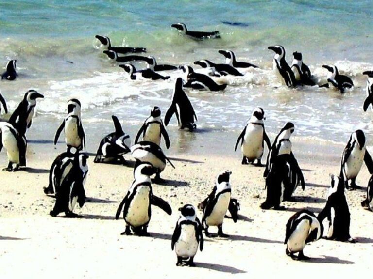 ( Cape Town Private Tour Full-Day ) Robben Island and Cape Peninsula Penguins