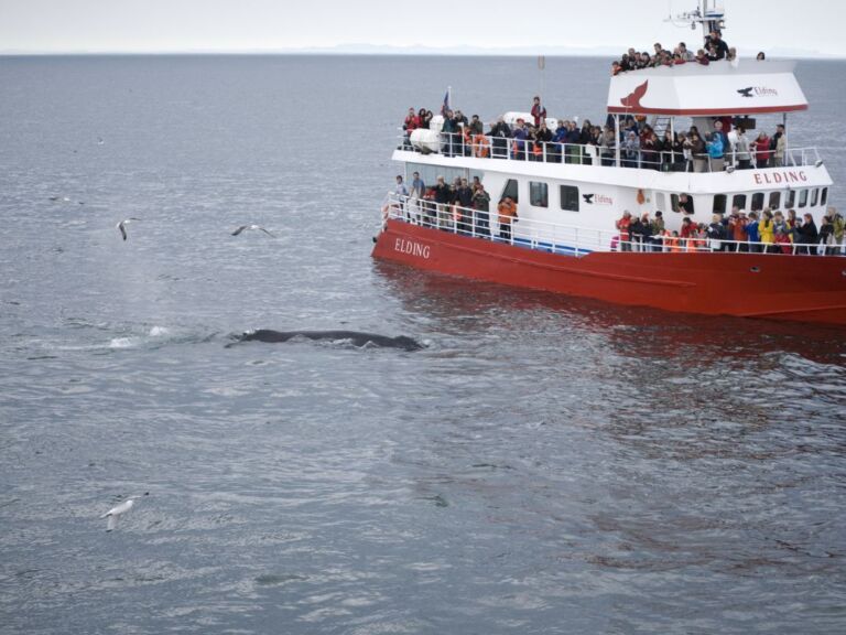 Golden Circle And Whale Watching: For an unforgettable action-packed day, take Iceland´s most iconic tour, the Golden Circle, and afterward head out to sea for an evening of whale watching.